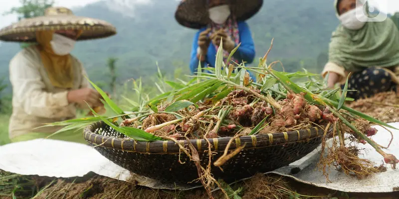 Astra Melalui YDBA Meningkatkan Kualitas Pertanian Jahe Merah Lebak Melalui Pembinaan